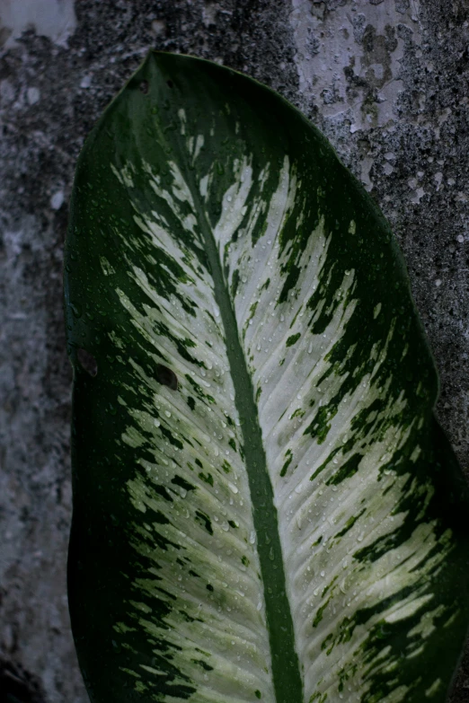 a close up of a large leaf in the dark