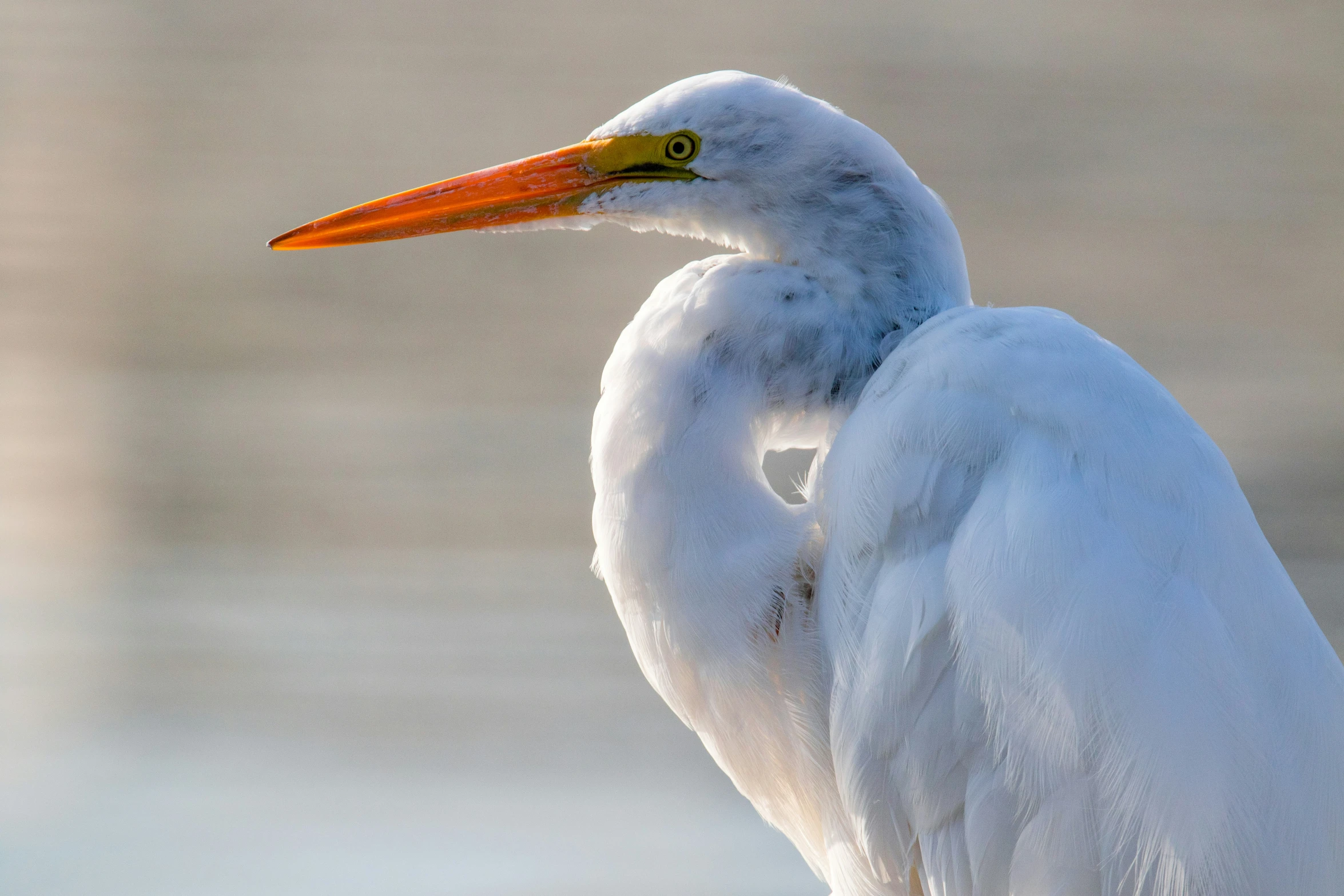 a long legged white bird standing in shallow water