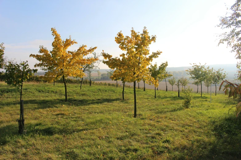 a line of trees in a pasture surrounded by land