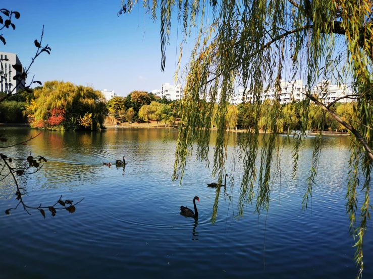 three birds swimming in a pond that has leaves on it