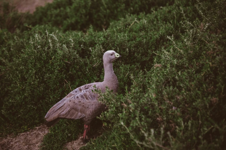 the large gray bird is walking in tall grass