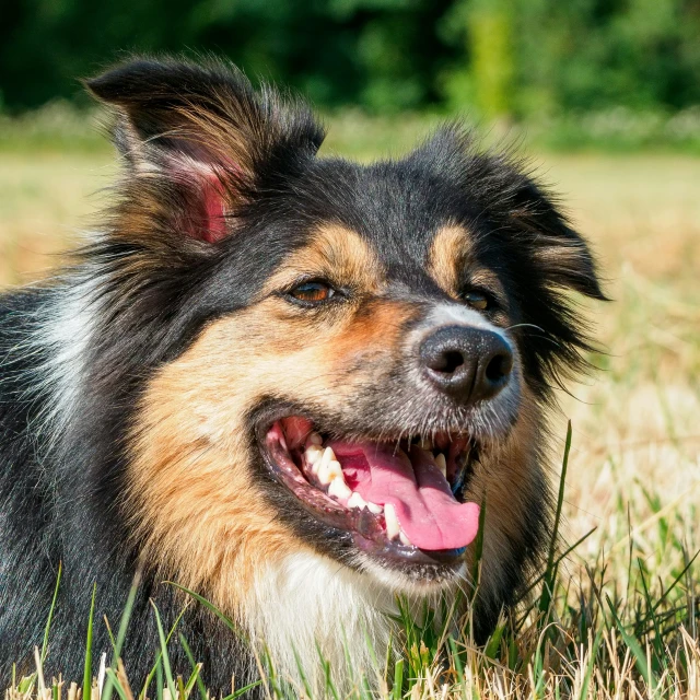 an adorable dog laying in some green grass