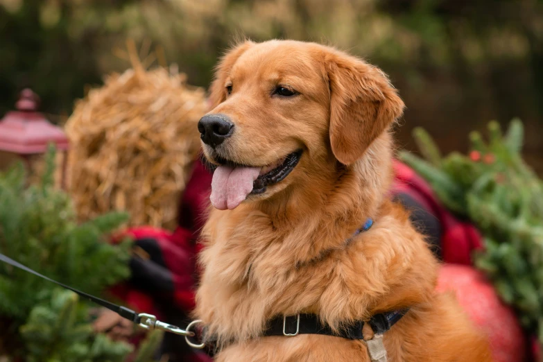 a dog tied to a leash on its side in the woods