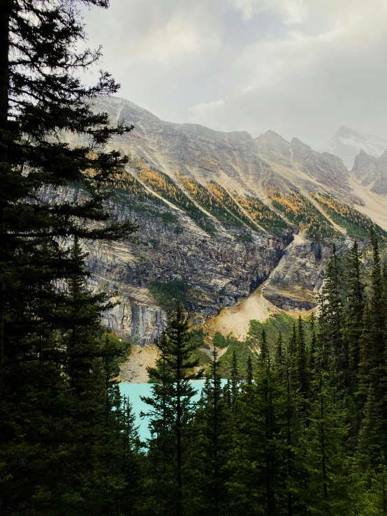 a landscape po of trees and mountain