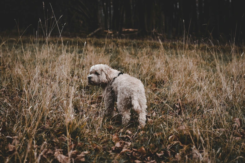 a white dog standing in a field near tall grass