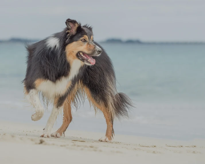 a dog that is standing in the sand near the water