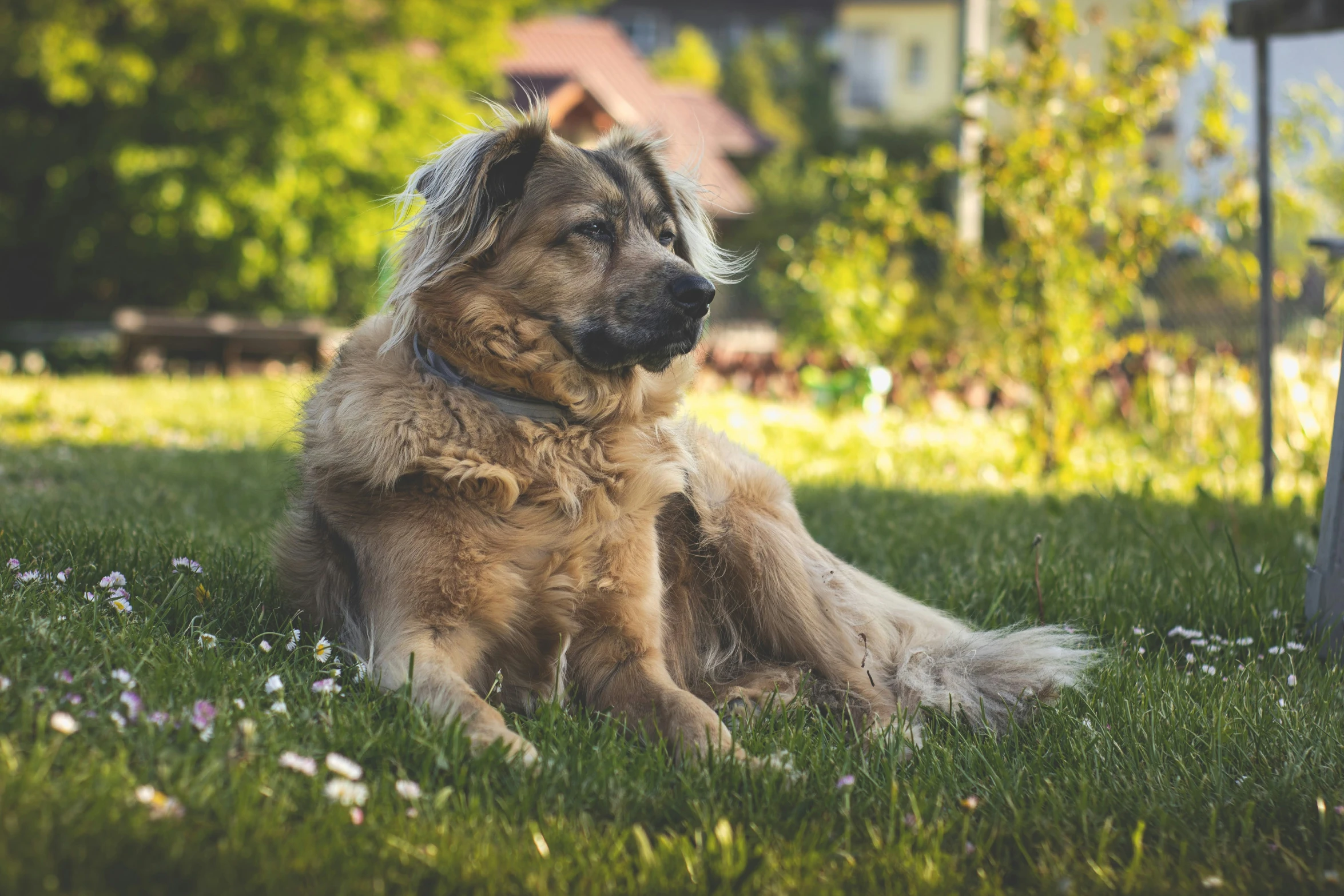 a large dog sitting in the middle of a grass covered field