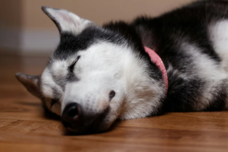 a black and white dog lying on top of a hard wood floor