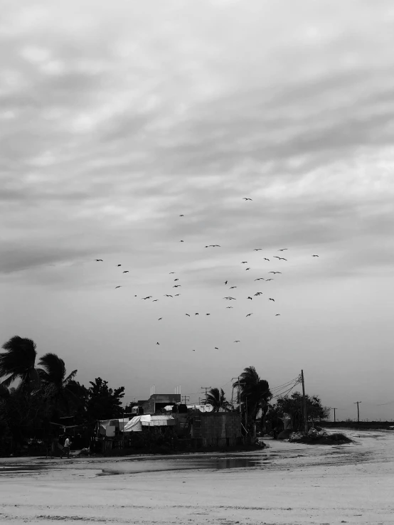 an image of birds flying over the ocean