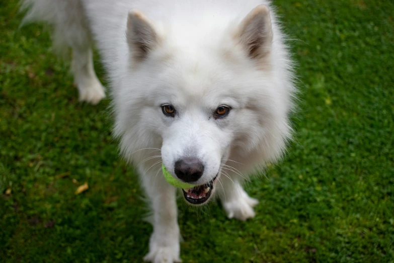 a white dog that is standing on some grass