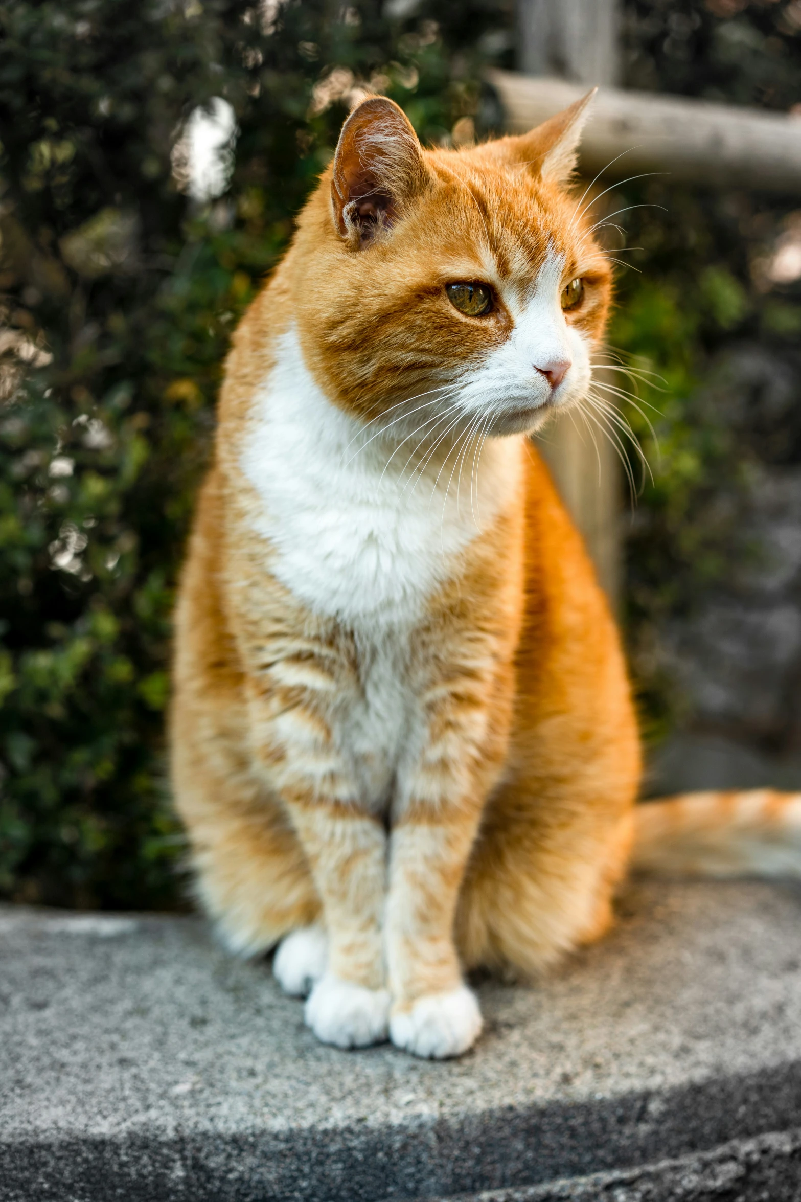 an orange and white cat sitting on top of a cement ramp