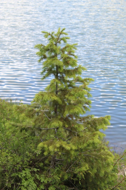 a small tree sits in front of the water