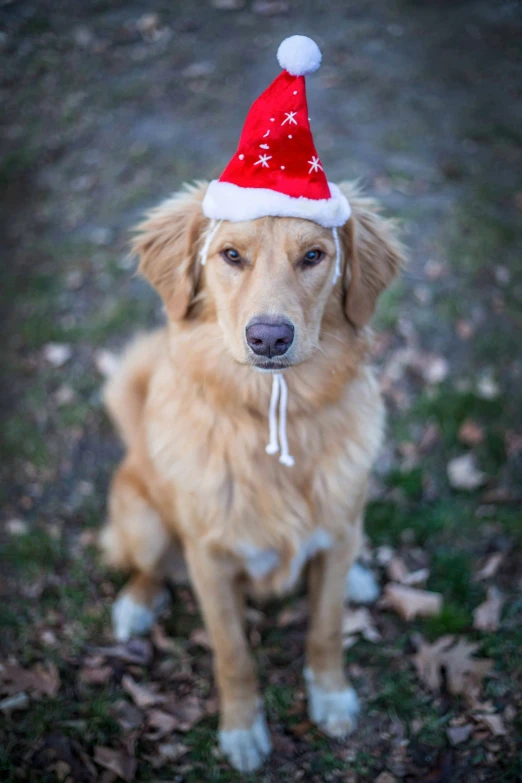 a dog that has a santa hat on