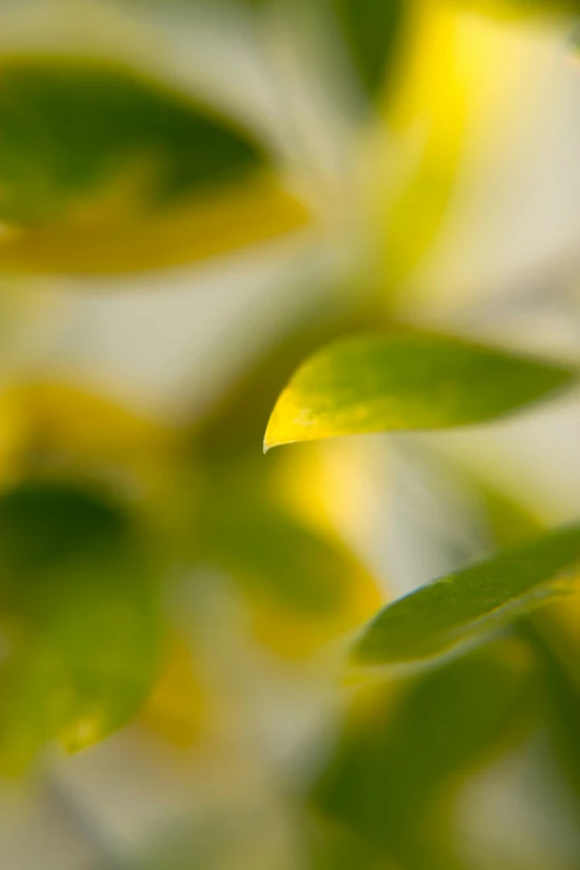 some leaves hanging from a nch of a tree