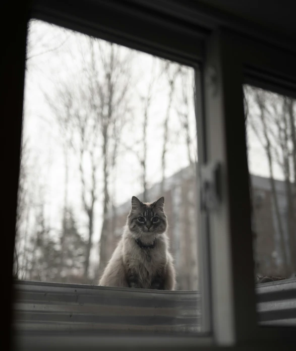a cat sitting outside a window by a building