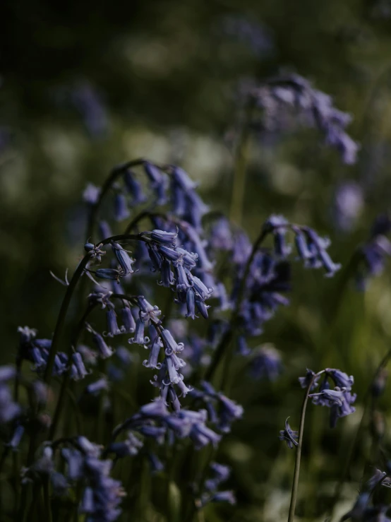 flowers with blue flowers in the middle, and light purple flowers