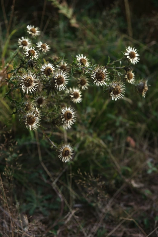 an extreme close up of a white flower and small green leaves