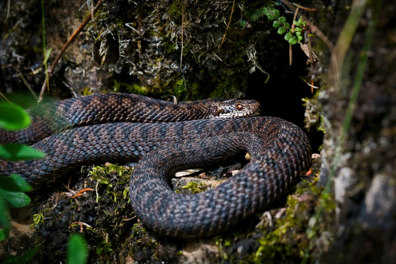 a snake is sitting in the middle of a tree