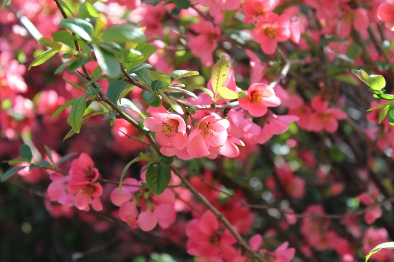 a plant with bright pink flowers blooming on it