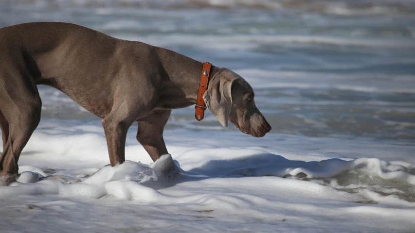 a dog standing in the snow looking at soing