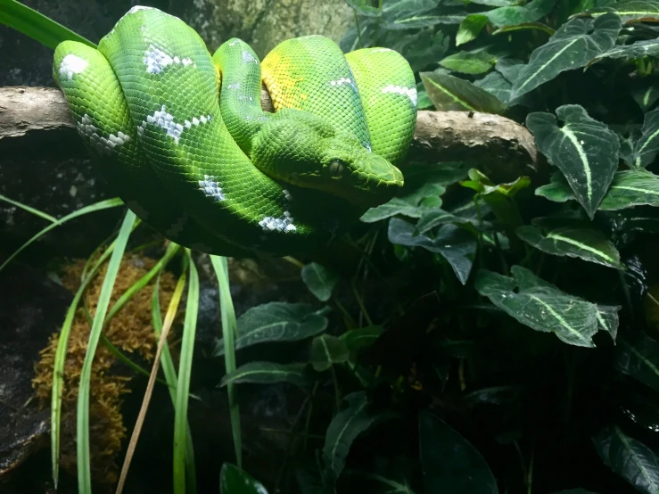 an image of a small green snake on a tree nch