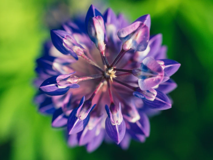 the top view of a flower with a blurry background