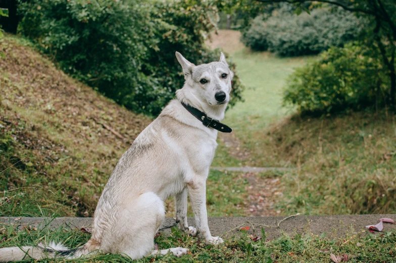 a dog sits on the edge of a hill, looking in the distance