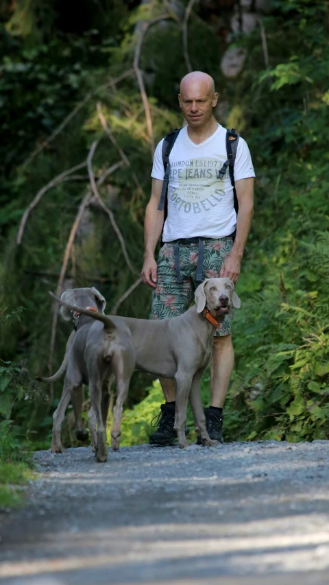 man walking with two dogs on a road through a forest