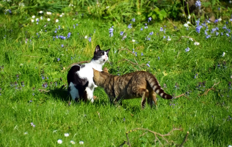 two cats playing in a field of flowers and grass