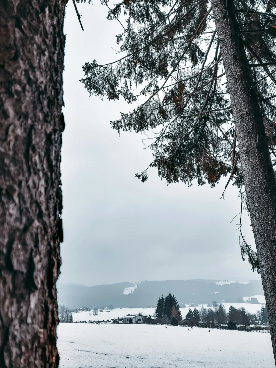 the tree is shown with a lot of snow on it