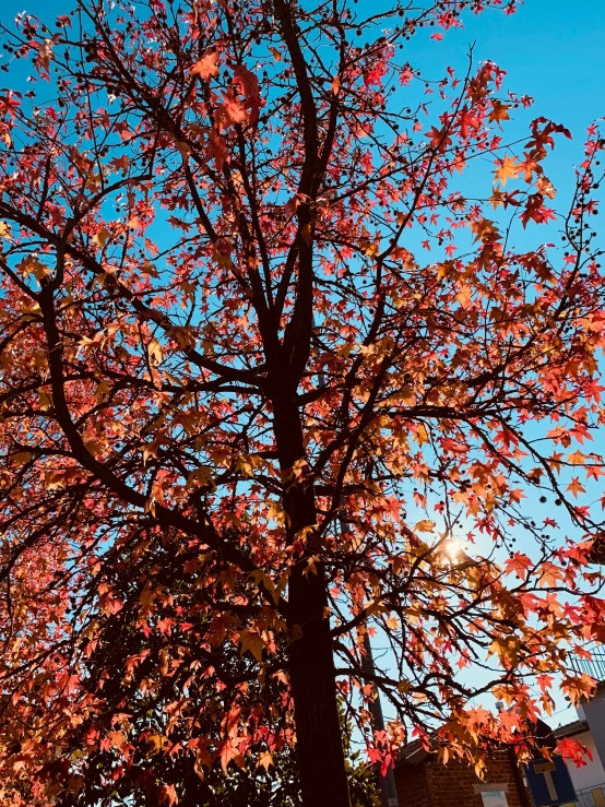 the colorful pink blossoms are blooming on the tree