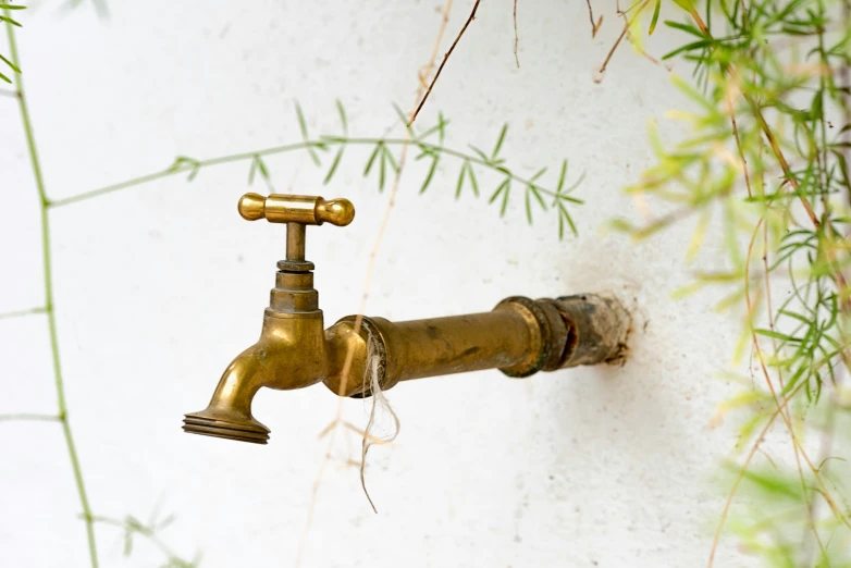 a golden faucet with a plant hanging next to it