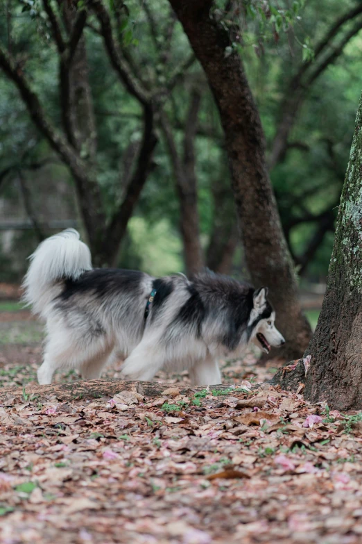 a dog walking past a tree in the woods