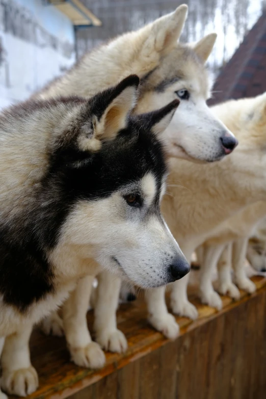 three husky dogs stand side by side in front of an alpine village