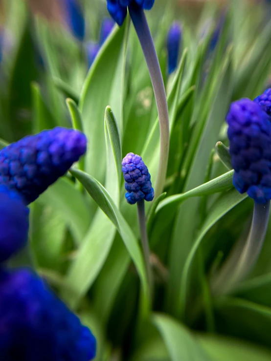 the flowers are growing in the grass and all blue