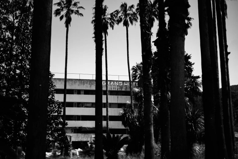 palm trees line the street and buildings in a city