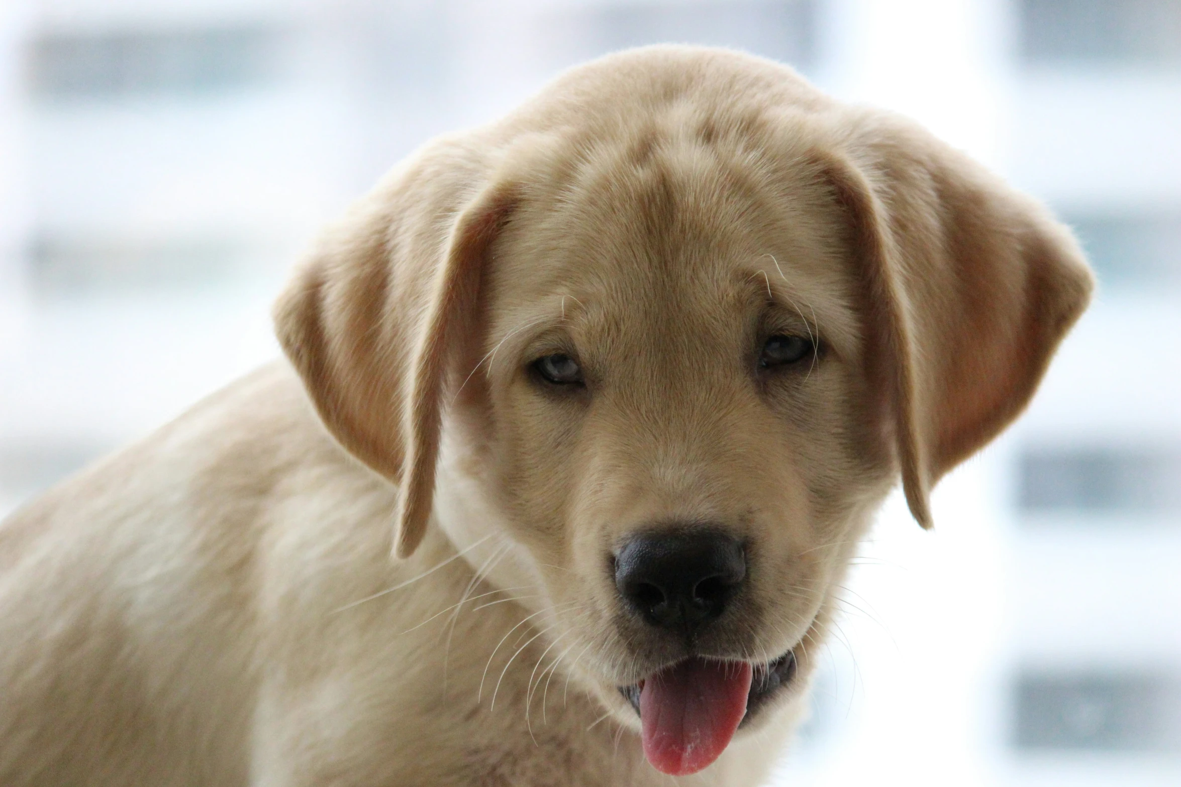 close up image of a young dog's face looking forward