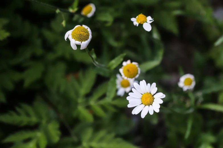 a field of wild flowers in bloom with the tops of them