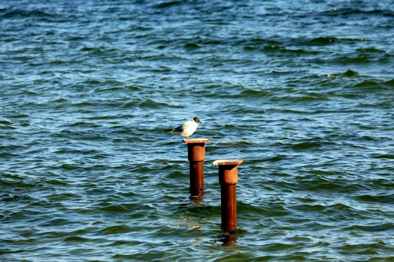 two birds perched on posts in the ocean