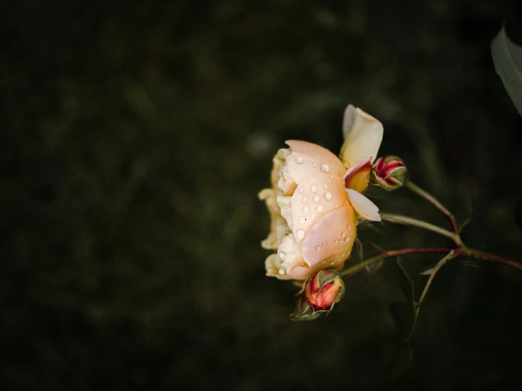 a single flower that has drops of water on it