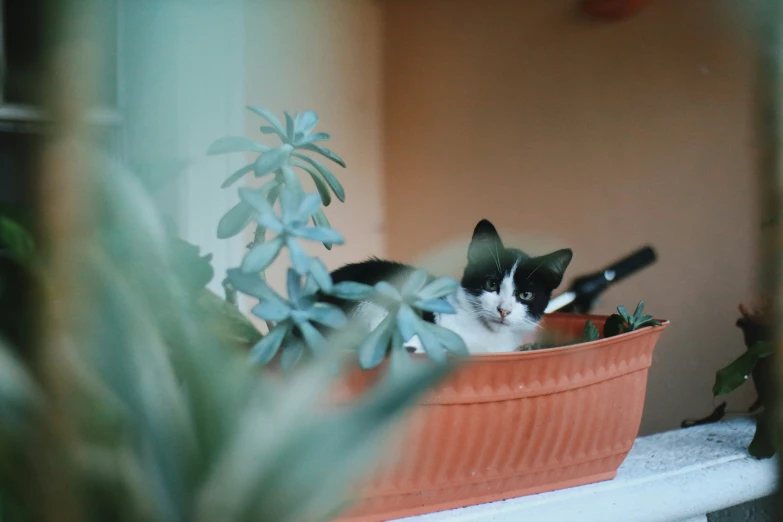 a cat that is laying down in a planter