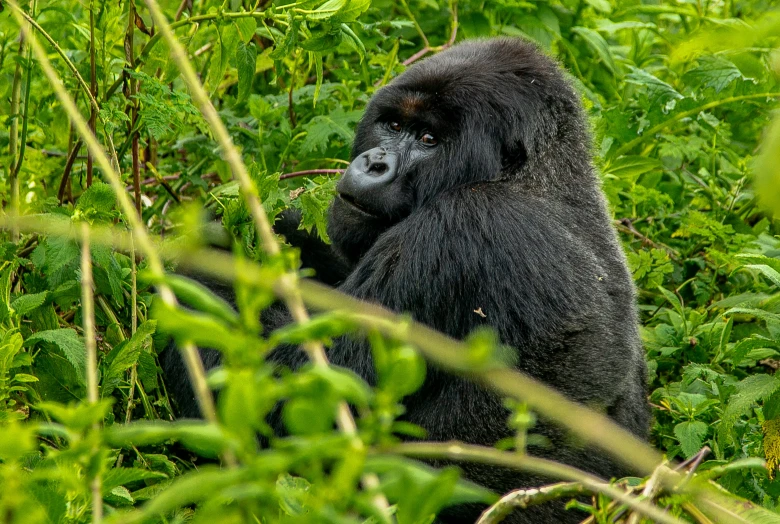 a gorilla standing on top of green grass