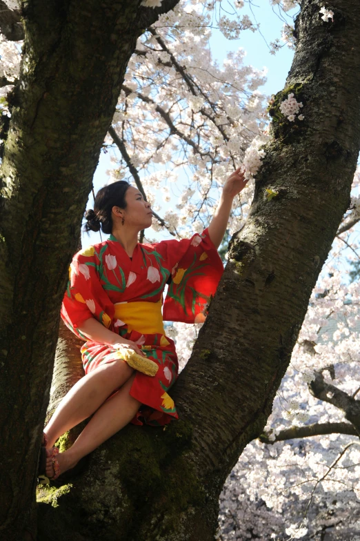 woman in red and yellow kimono sitting in a cherry tree