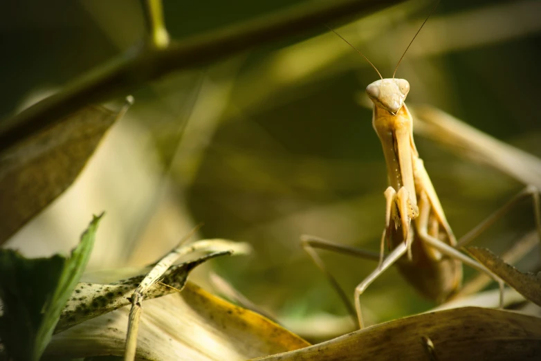 an insect looks very small with no head in front of it