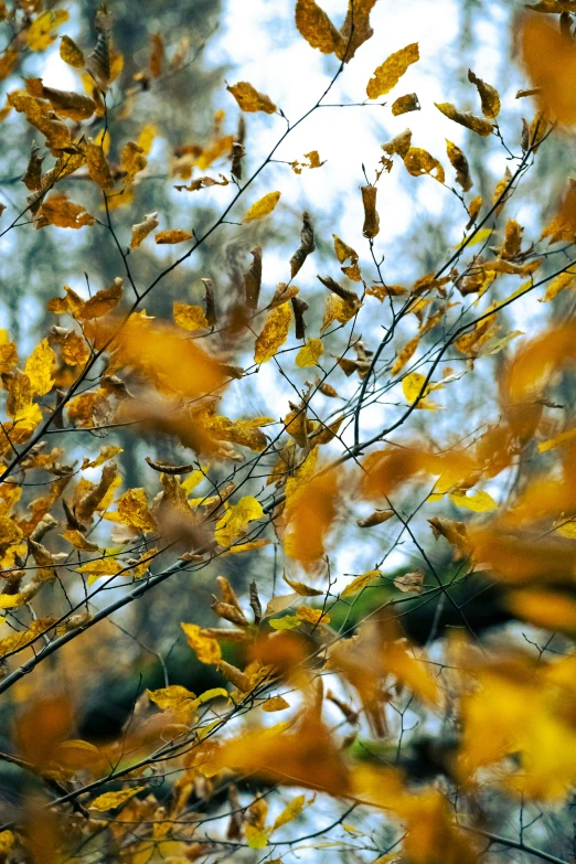 yellow leaves falling from the tree in the background