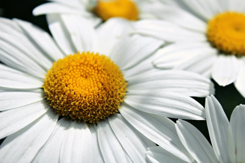 several daisies that have been taken apart in a bunch