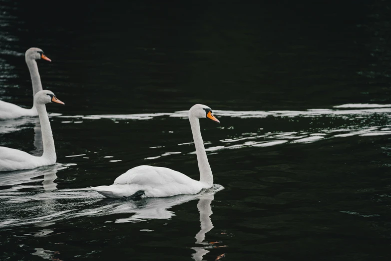 two white geese swimming in a lake on a dark day