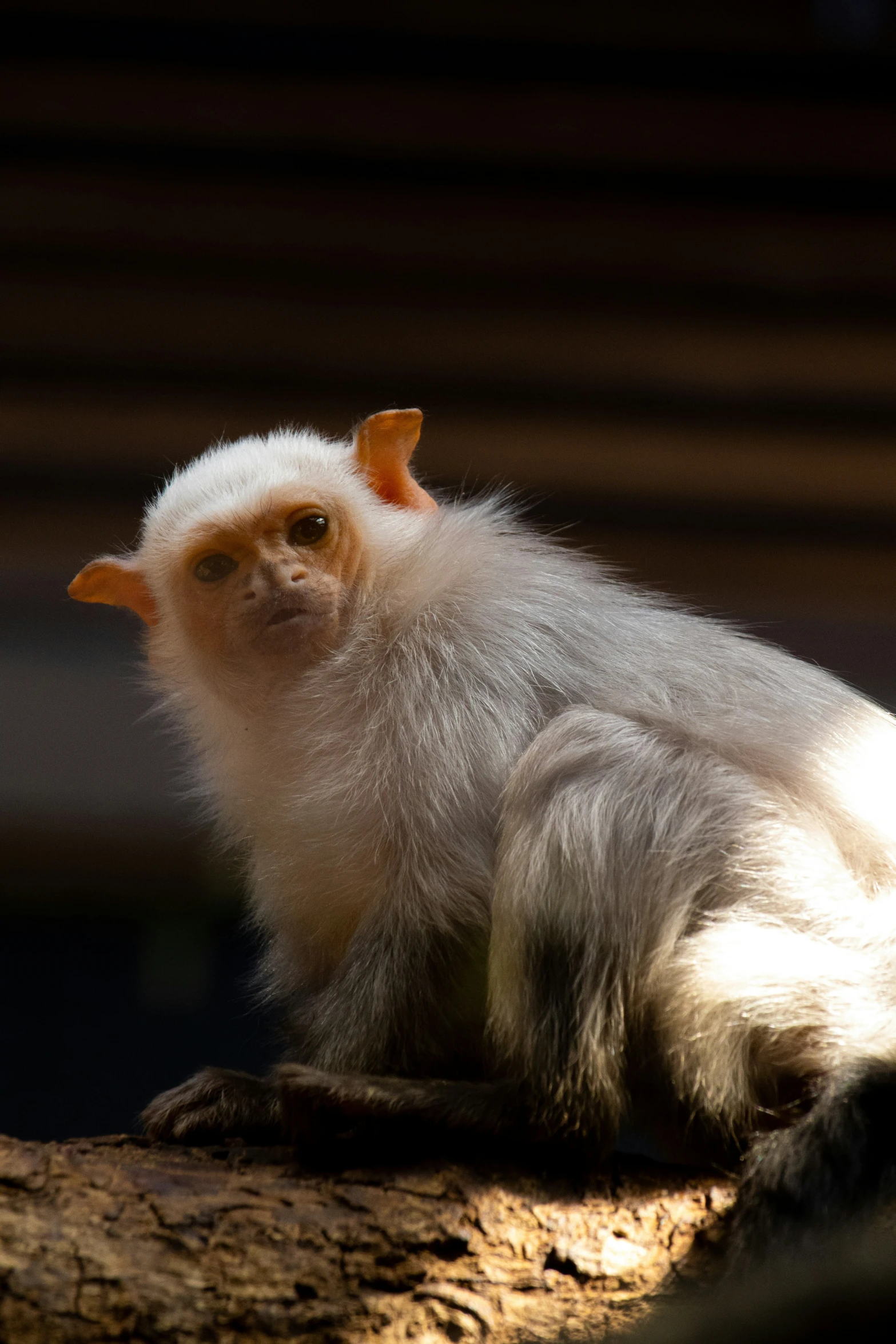 white faced monkey sitting on a tree nch