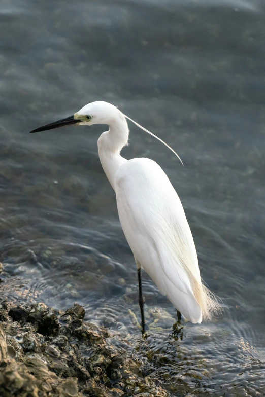 a white bird standing in the water looking at the camera