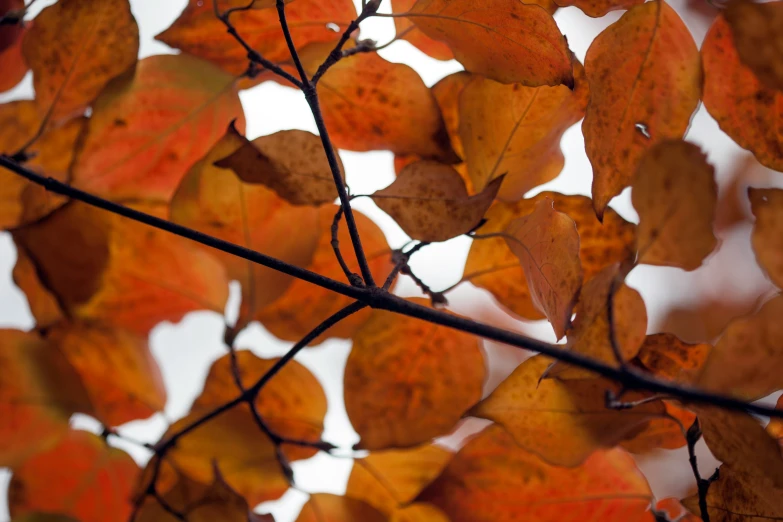 a nch of a tree has yellow leaves